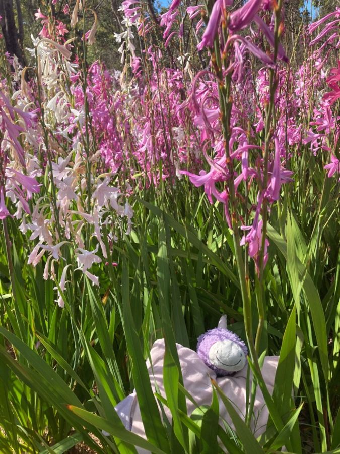Purple unicorn plushy. Hiding in lush lavender bush